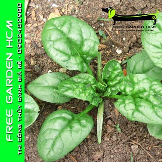 1200 HẠT GIỐNG CẢI BÓ XÔI SPINACH  – Rijkzwaan – Hà Lan