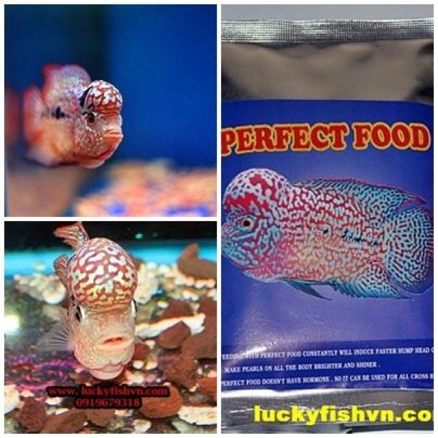 Thức ăn cá la hán lên châu Perfect Food ( Thái Lan )