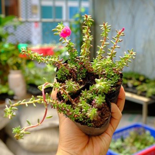 Sen đá sedum nếp cẩm