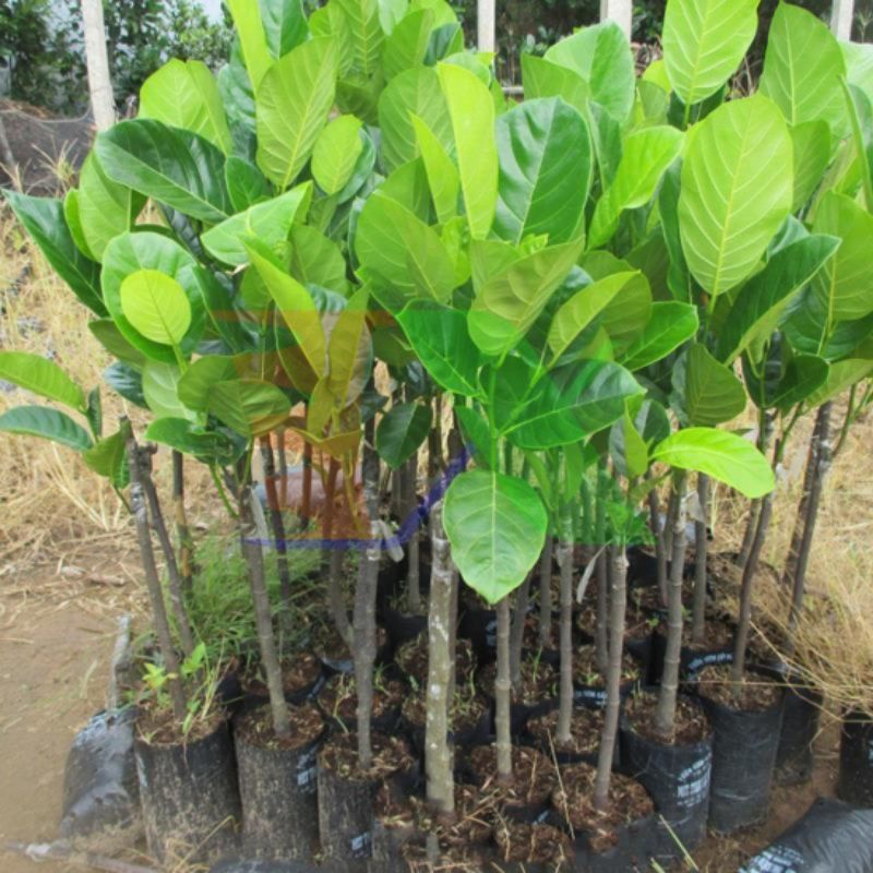 Mít tố nữ VN