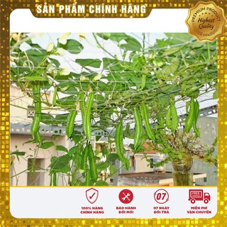 Hạt giống đậu rồng ( đậu khế)