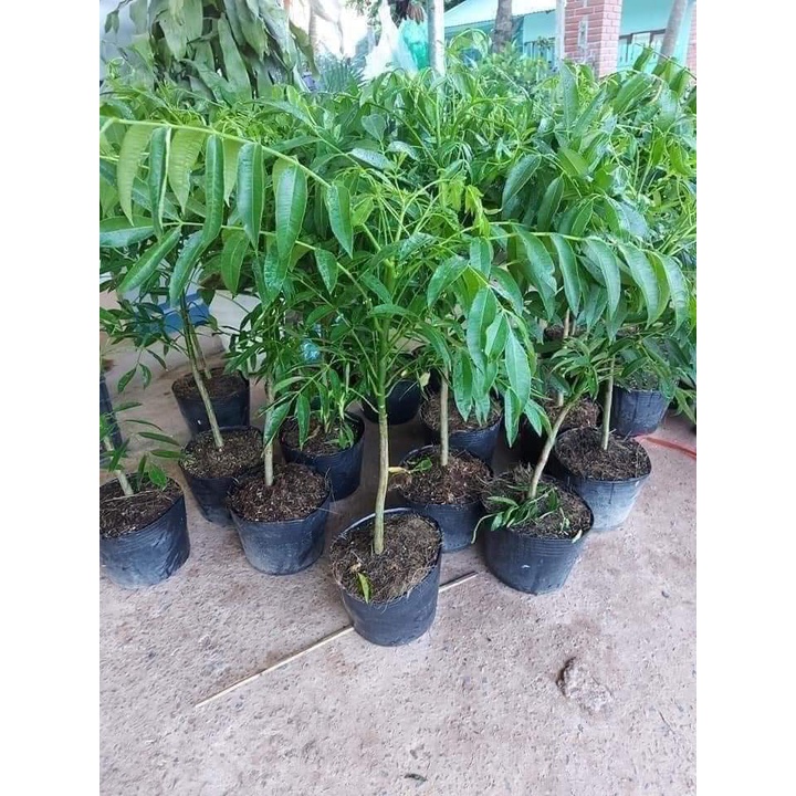 Giống Cây Cóc Thái