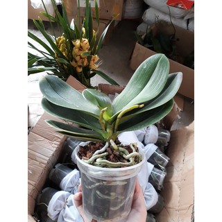 Lan hồ điệp Mãn Thiên Hồng sẵn 2 ngồng hoa - giao cây như hình, hoa có màu ngẫu nhiên