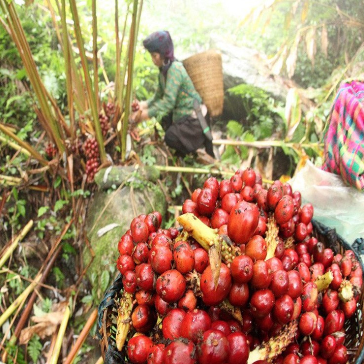 100g Thảo Quả Khô Ngon Giá Sỉ Tận Gốc Không Qua Trung Gian