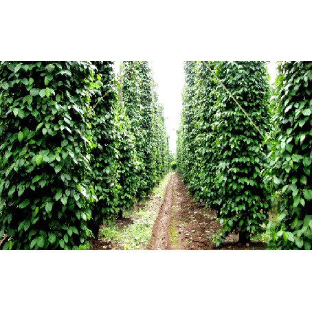 Cây giống Tiêu Trâu.