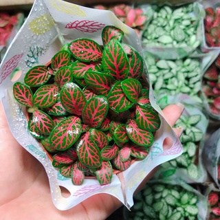 Cây cẩm nhung , cây cỏ may mắn màu đỏ