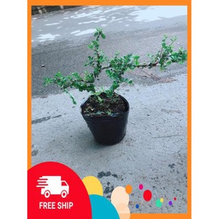Linh Sam Núi Bonsai
