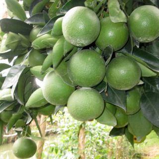 Chau cây cam xoàn