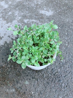 Cây Bạc Hà Doubemint