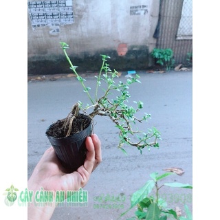 Sam Hương Bonsai