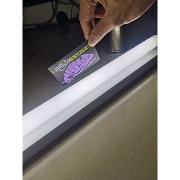 Đèn UVB Tube Exo Terra 10.0 18W 60cm+ 36w 120cm chuyên dùng cho bò sát và cá cảnh