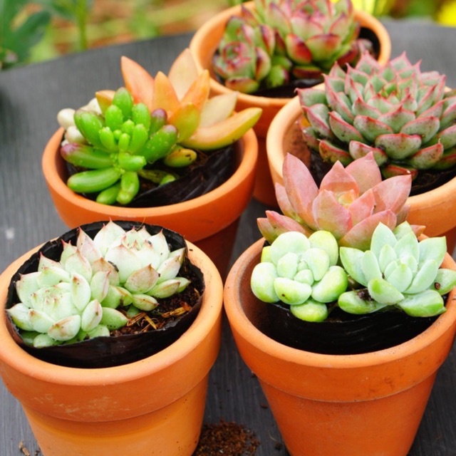 Combo 1 sen đá nhỏ 6cm + 1 chậu đất nung 7cm GLASS GARDEN, Giá rẻ, Lựa ngẫu nhiên, Bao khỏe, Lỗi 1 đổi 1