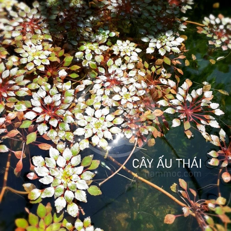 Cây Ấu thái thủy sinh đẹp cho hồ cá tép cảnh