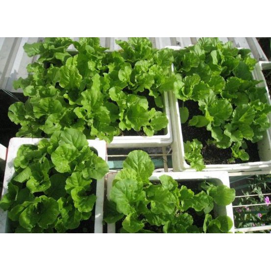 Gói 10g hạt giống cải bẹ dún