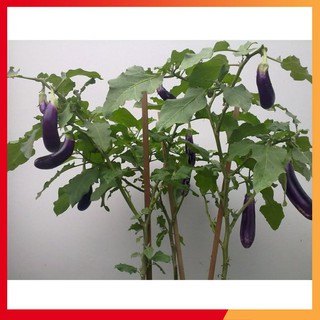 Hạt giống cà tím dài năng suất