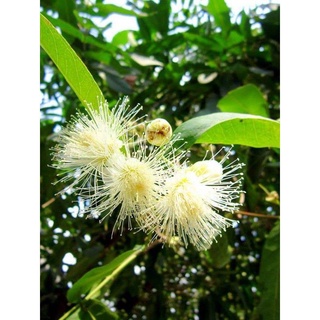 Cây 🌲 Mận trắng sữa
