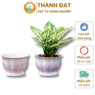 Chậu trồng cây mini, chậu trồng cây để bàn trái bí trắng