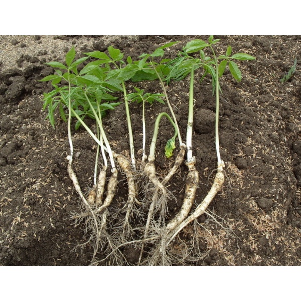 Hạt Giống Nhân Sâm Hàn Quốc cao sản F1