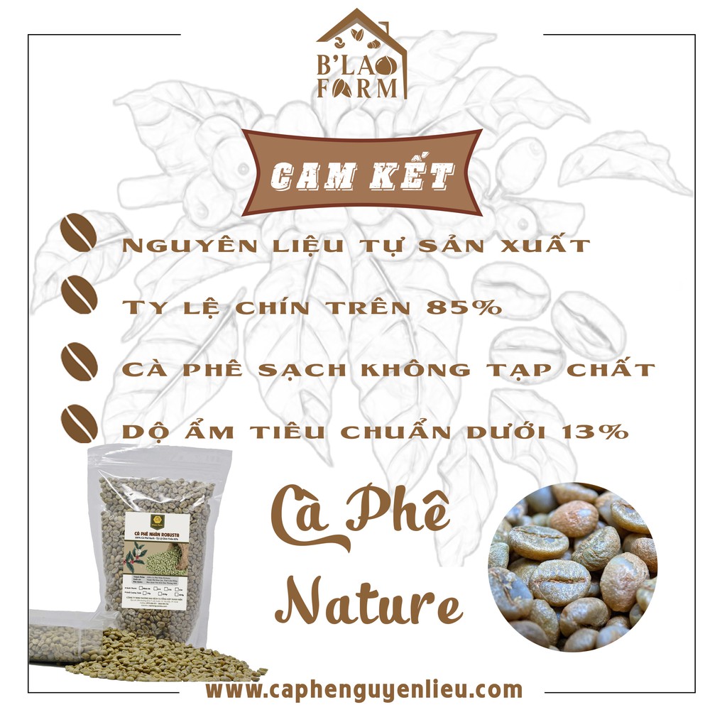 [Túi 1kg Cà Phê Nhân Xanh] Cà phê Nhân Sống Robusta (loại chưa rang) Cà Phê Nguyên Liệu