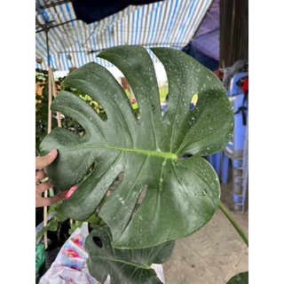 Trầu bà lá xẻ Nam Mỹ