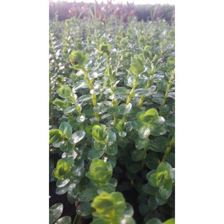 cây thủy sinh vảy ốc xanh cao lá cạn