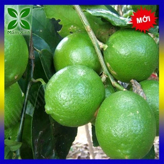 Cây chanh chanh tứ quý, cây chanh bốn mùa, cây đẹp ra quả sau 2 tháng