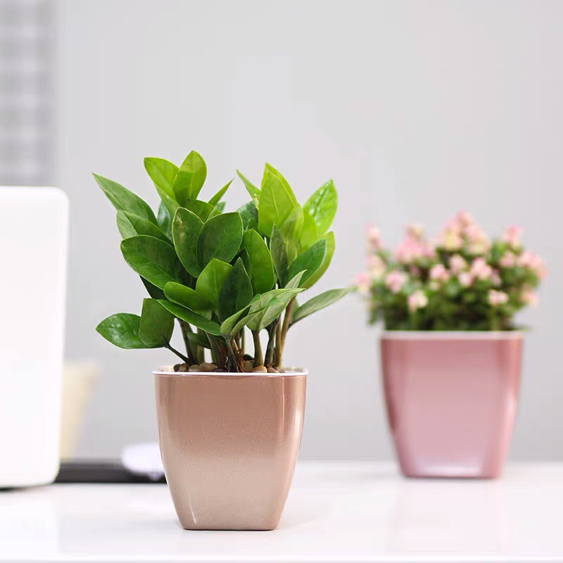 Chậu trồng cây đẹp để bàn Oliz-G1 tự tưới nước cho cây