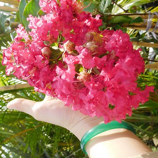 CÂY GIỐNG HOA TƯỜNG VI (CÂY CHUẨN BỊ CÓ HOA)