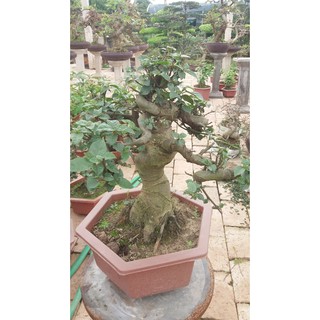 Sung bonsai
