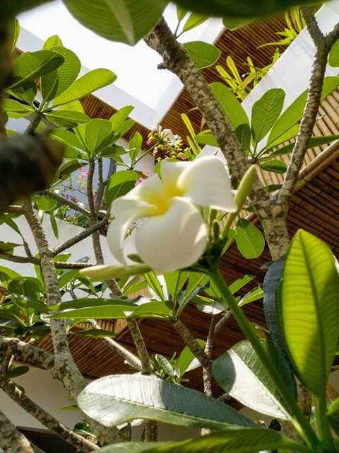 Sứ Đại lớn