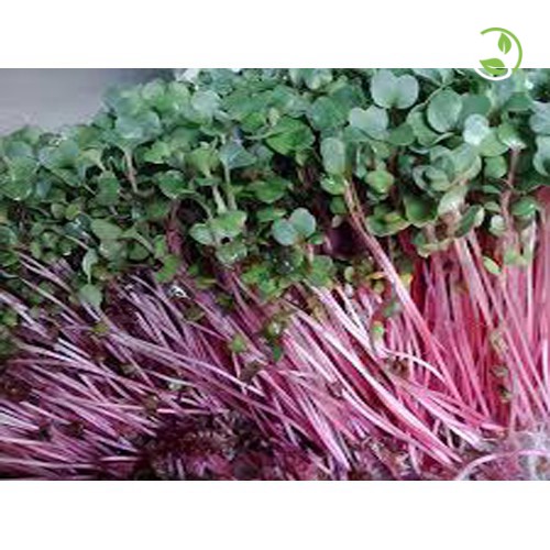 Hạt Giống Rau Mầm Củ Cải Đỏ Phú Nông - Gói 30g - 100g - Red Radish Sprouts