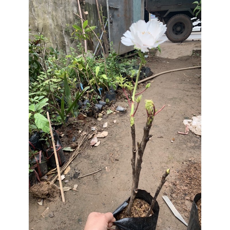 Cây hoa Mẫu Đơn