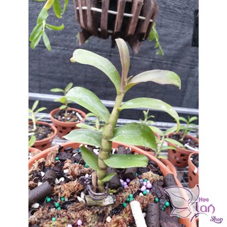 Lan Phi Điệp 🍀FREESHIP🍀 Hồng Yên Thủy [ Ươm Kie ]