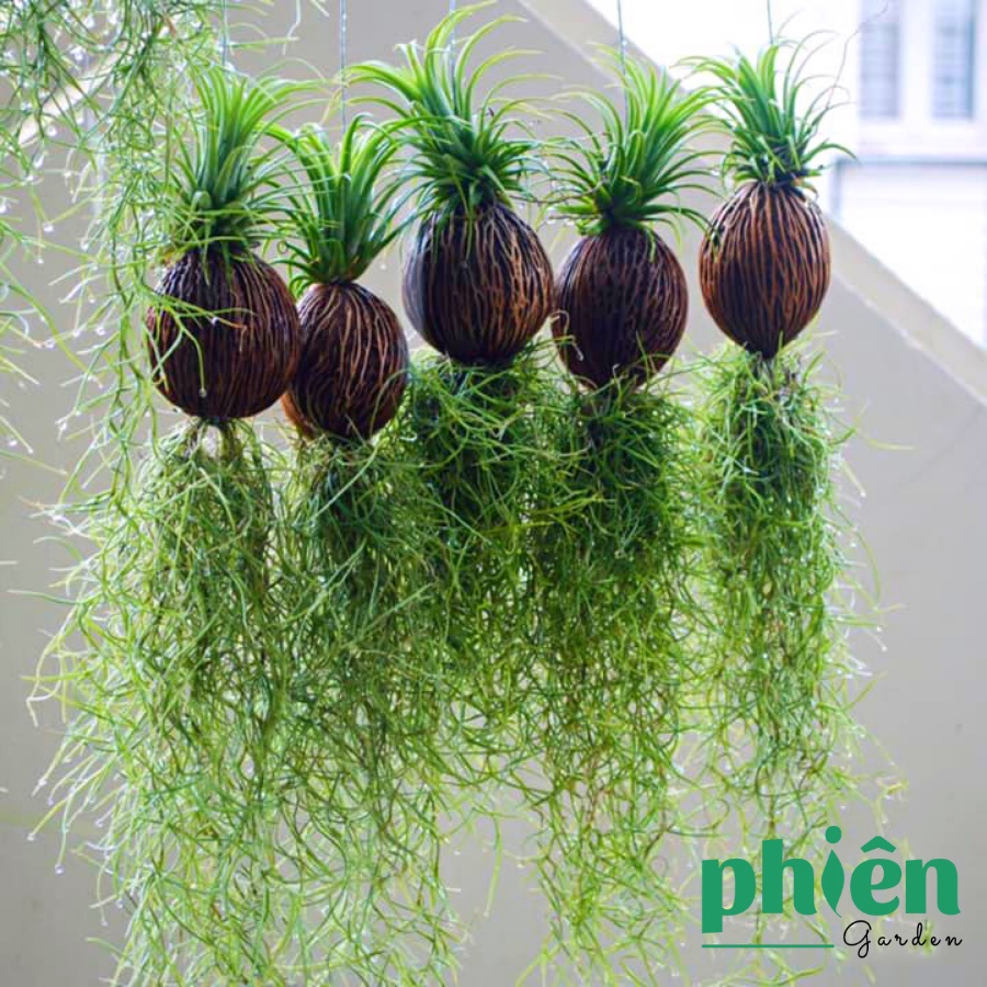 Cây Không Khí Tóc Tiên, Kim Yến Tillandsia Usneoides