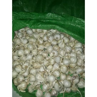 Tỏi Lý Sơn - Quảng Ngãi