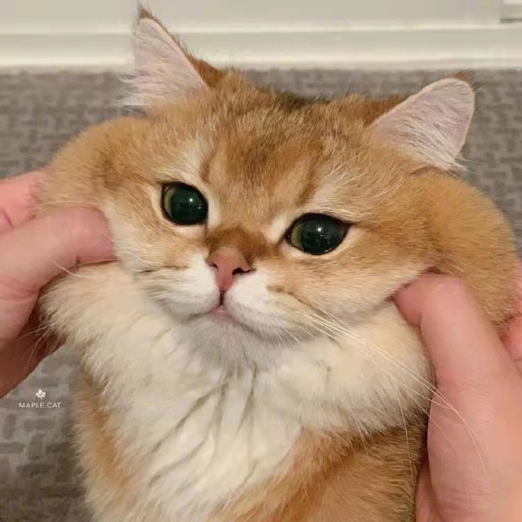 wenhaoqwer.vn