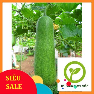 Hạt giống bí đao xanh 20 hạt hat f1