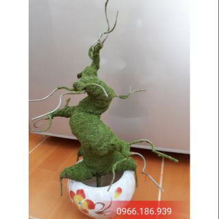 Combo nguyên liệu mai T25.M2