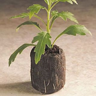 50 viên nén ươm hạt