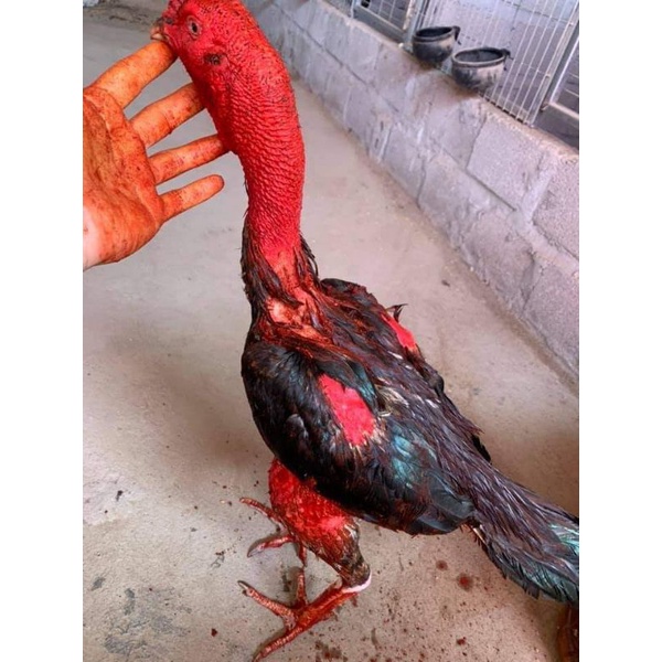 Nghệ đỏ dai da :200gr ,dày da,rút mỡ  cho gà chọi.