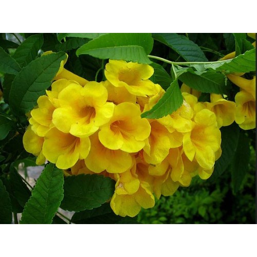 HẠT GIỐNG HOA CHUÔNG VÀNG - 10 Hạt/ gói