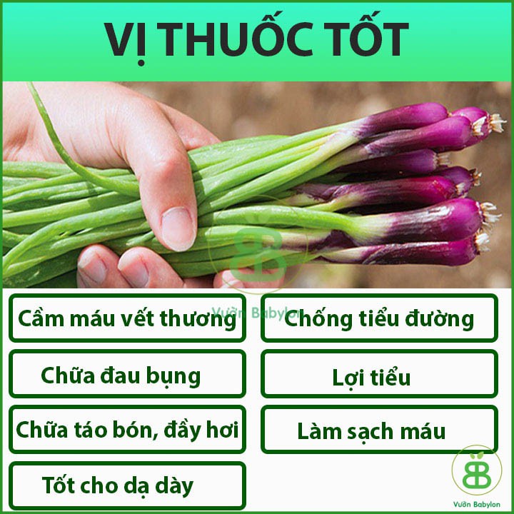 Hạt Giống Hành Lá Gốc Tím Cao Sản, Dễ Trồng 2GR