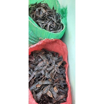 Quả bồ kết khô
