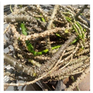 Cây thần thông khô 500gr ( dây cóc, dây kí ninh)