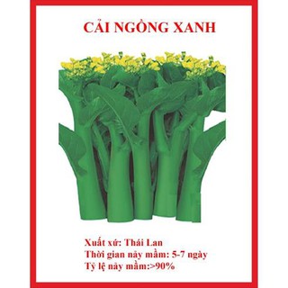 Hạt giống cải ngồng xanh 500 hạt