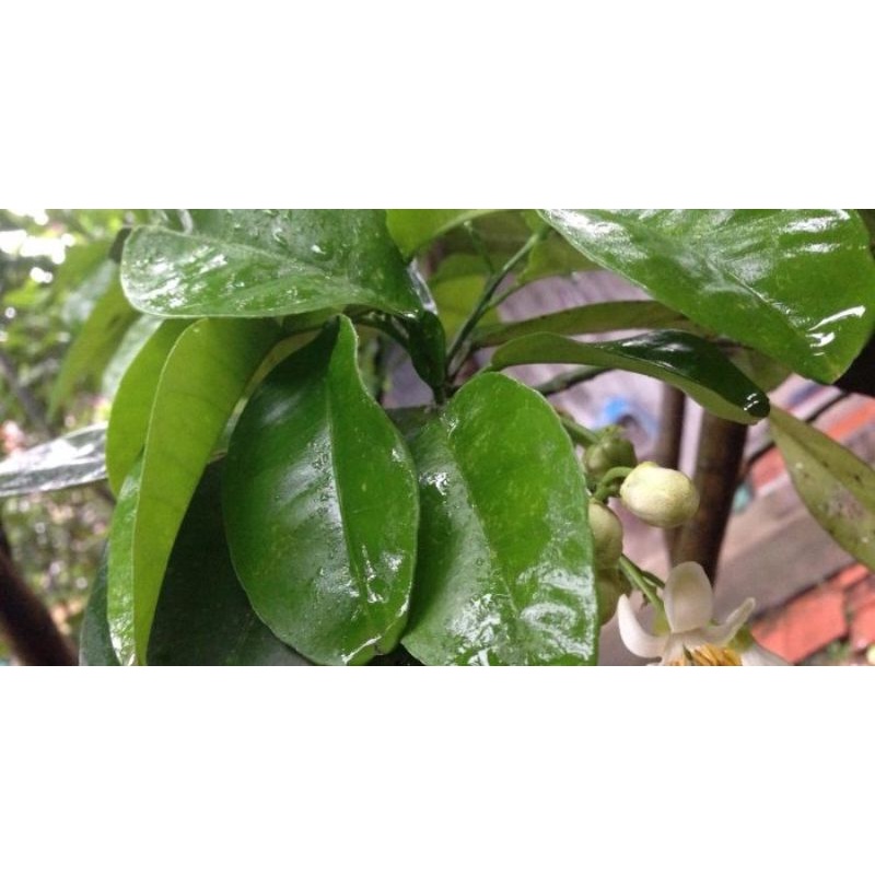 CÀNH LÁ BƯỞI CÓ GAI TƯƠI XANH / KHÔ: ĐỂ XÔNG TẮM LÀM ĐẸP - TẨY UẾ