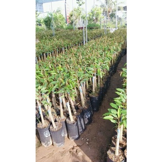 BẦU ĐẤT SẦU RIÊNG RI6 CƠM VÀNG HẠT LÉP (ĐỌT CỨNG GỐC TO )
