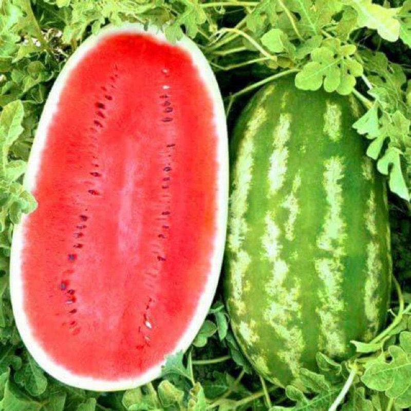 Hạt giống dưa hấu khổng lồ siêu ngọt siêu trái F1