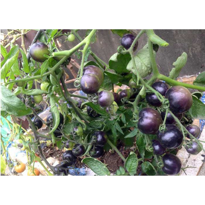 Hạt Giống Cà Chua Tím  - Dinh Dưỡng, Năng Suất Cao - MUA 3 TẶNG 1 CÙNG LOẠI