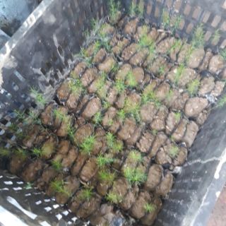 cây giống măng tây xanh